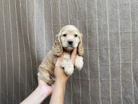 Cockalier Puppies for sale in Whittier, CA, USA. price: $699