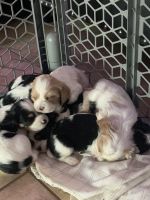 Cockalier Puppies for sale in Marana, AZ 85653, USA. price: $800