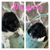 Ready for forever homes