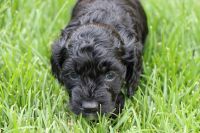 Adorable Cockapoos are available this week!