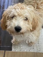 Cockapoo Puppy Needs Rehoming