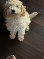 Cockapoo Puppy Needs Rehoming