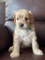 Cockapoo Males and Females