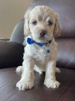 Cockapoo Males and Females