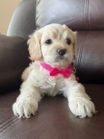 Cockapoo Males and Females