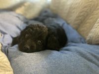 Cockapoo puppies available: TRAINING STARTED