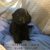 Cockapoo puppies available: TRAINING STARTED