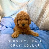 Cockapoo puppies available: TRAINING STARTED