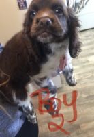 Cockapoos ( cocker spaniel/ toy poodle)