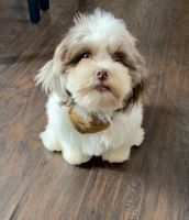 Shih tzu poodle