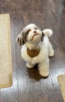 Shih tzu poodle