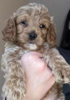 Cockapoo(Cockadoodle) F2b puppies