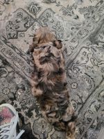 Cockapoo choclate Merle