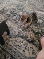 Cockapoo choclate Merle