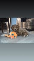 Cockapoo Puppies for sale in Euclid, OH, USA. price: $800