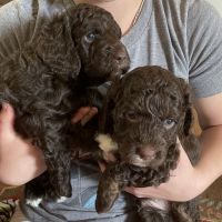 Cockapoo Puppies for sale in Chatsworth, GA 30705, USA. price: $1,800