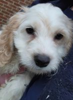 Cream Cockapoo boy born Oct 8th