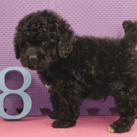 Cockapoo puppies