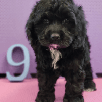 Cockapoo puppies
