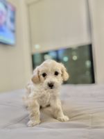 8 Week old Pup for sale !