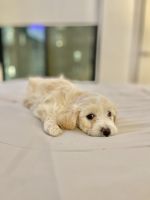 8 Week old Pup for sale !