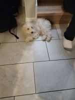Cockapoo for sale