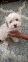 Cockapoo Puppies for sale in Canton, OH, USA. price: $1,400