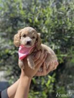 Cockapoo Puppies