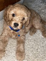 Cockapoo and cava Poo puppies looking for a forever home