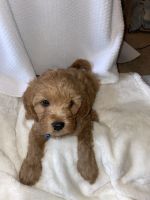 Cockapoo and cava Poo puppies looking for a forever home