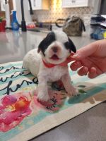 Beautiful sweet low to nonshedding Puppies