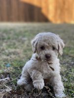 Im a girl , so sweet !I have my first vaccination!