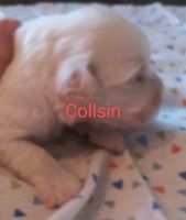 Collsin pup