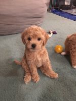 Three Adorable 10 week old, house raised puppies left.