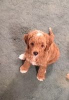 Three Adorable 10 week old, house raised puppies left.