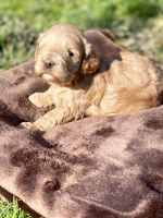 CKC register beautiful cockapoo puppies looking for a new home