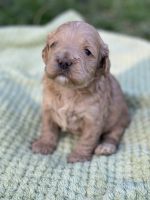 CKC register Cockapoo puppies