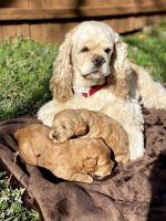 CKC register Cockapoo puppies