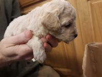 5 sweet cockapoos F1B ready for a new home soon.