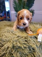 Beautiful Cockapoo puppies for sale