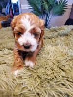 Beautiful Cockapoo puppies for sale
