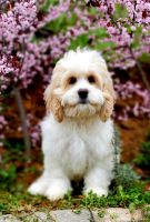 8 SWEET COCKAPOO PUPPIES!