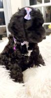 Princess SOLD Cockapoo