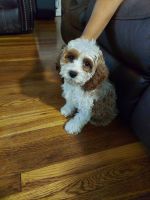 Cockapoo Puppies for sale in Freeport, NY, USA. price: $1,700