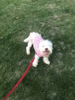 Very sweet girl poodle