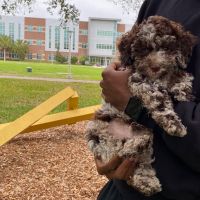 5 month old Cockapoo