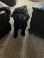 Two-year-old cock poo for sale