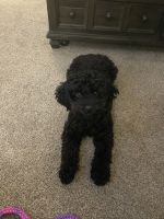 Two-year-old cock poo for sale