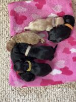 F1BB Cockapoo Puppies