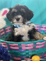 F1BB Cockapoo Puppies